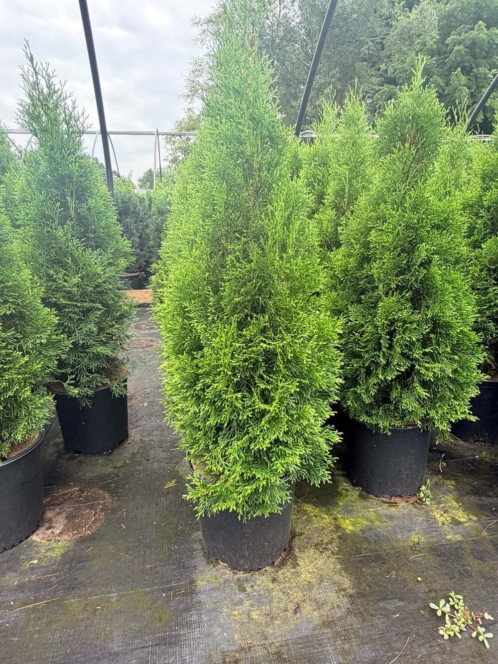 Emerald Green Arborvitae Thuja Occidentalis Pot Evergreen Plant